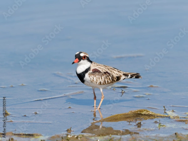 Fototapeta Black-fronted Dotterel (Charadrius melanops) wading along the shoreline with water in background.