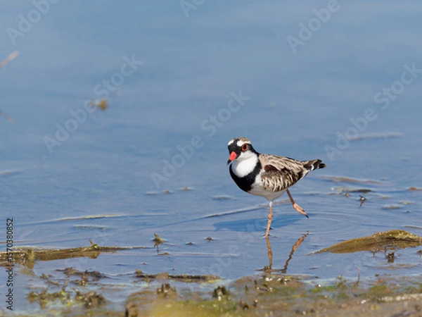 Fototapeta Black-fronted Dotterel (Charadrius melanops) wading along the shoreline with water in background.