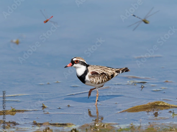Fototapeta Black-fronted Dotterel (Charadrius melanops) wading along the shoreline with water in background.