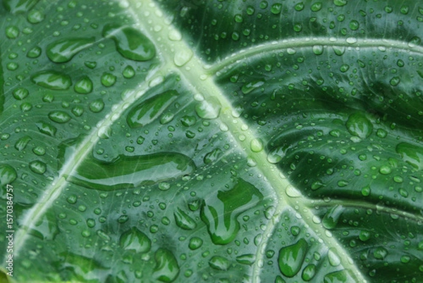 Fototapeta Close-up of a green leaf with fresh water droplets after rain. Natural texture and vibrant foliage background, perfect for nature or botanical themes.