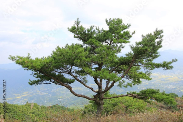 Obraz 높은 산에서 자라는 푸른 소나무