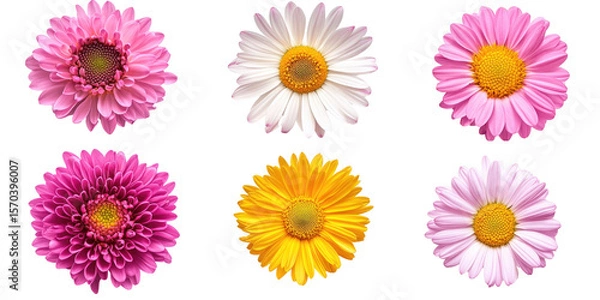 Obraz Six vibrant flowers in various shades of pink, white, and yellow
