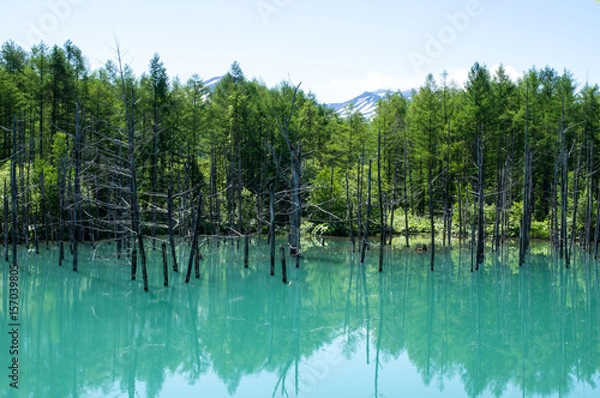 Fototapeta 青い池