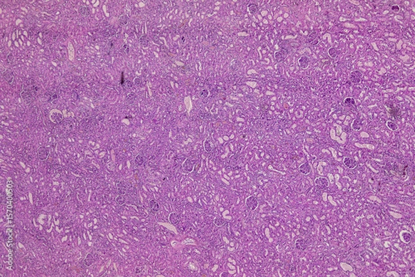 Obraz Pathology and Histology Tissue of Mammals under microscope.