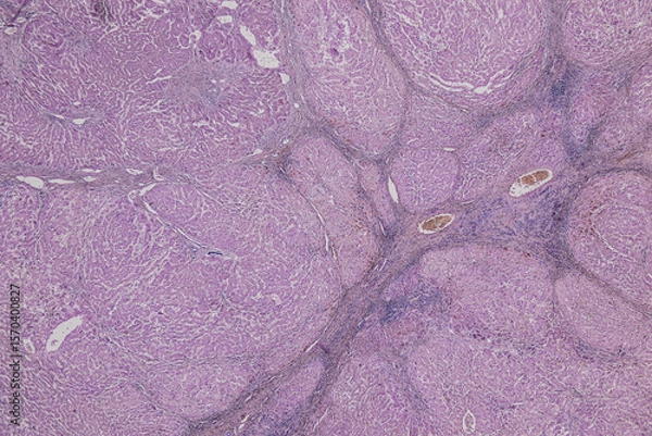 Obraz Pathology and Histology Tissue of Mammals under microscope.