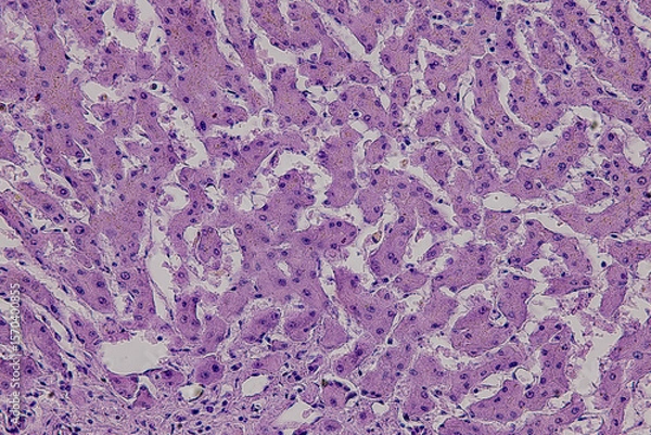 Obraz Pathology and Histology Tissue of Mammals under microscope.