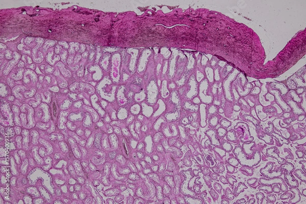 Obraz Pathology and Histology Tissue of Mammals under microscope.