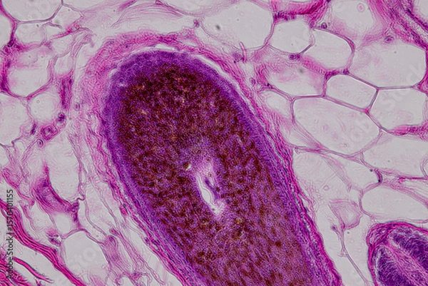 Obraz Pathology and Histology Tissue of Mammals under microscope.