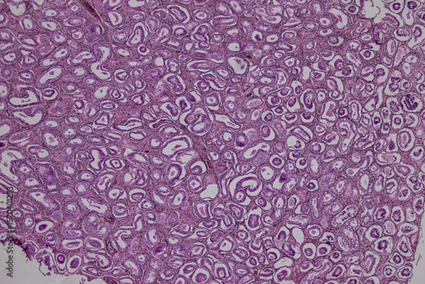 Obraz Pathology and Histology Tissue of Mammals under microscope.