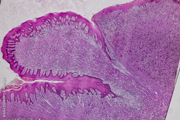 Obraz Pathology and Histology Tissue of Mammals under microscope.