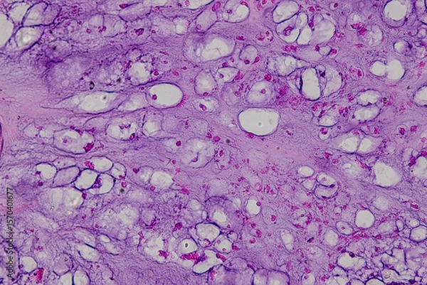 Obraz Pathology and Histology Tissue of Mammals under microscope.