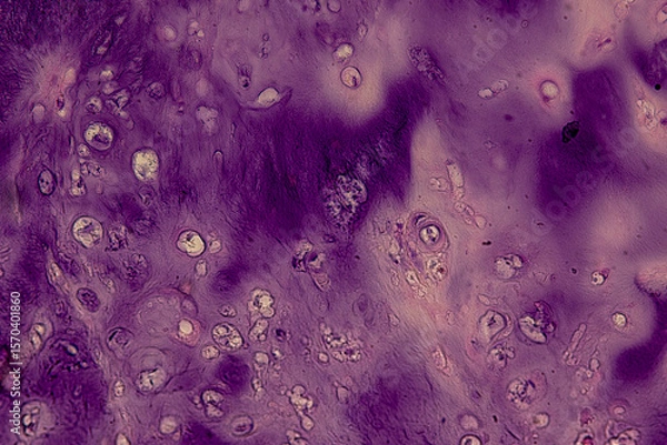Obraz Pathology and Histology Tissue of Mammals under microscope.