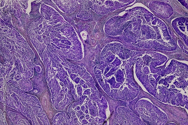 Obraz Pathology and Histology Tissue of Mammals under microscope.
