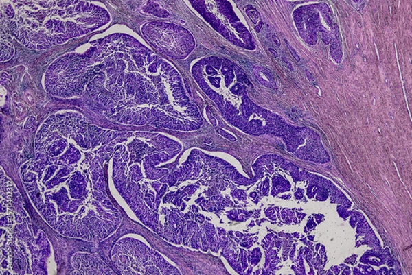 Obraz Pathology and Histology Tissue of Mammals under microscope.