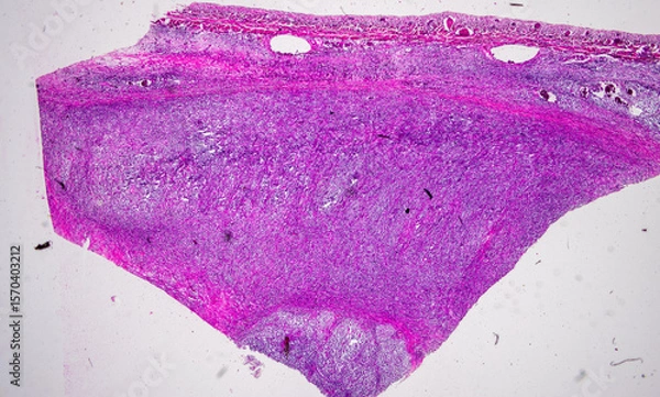 Obraz Pathology and Histology Tissue of Mammals under microscope.