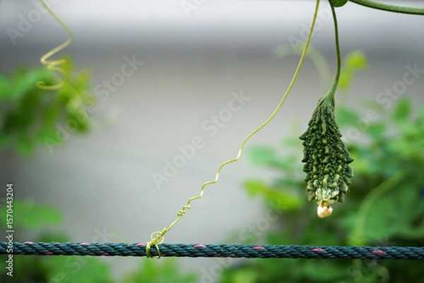Fototapeta Bitter gourd, selective focus. Bitter melon