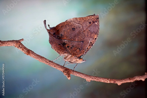 Fototapeta Orange oakleaf butterfly (Kallima inachus) Indian oakleaf or dead leaf butterfly with wings closed, it closely resembles a dry leaf with dark veins and is a commonly cited example of camouflage