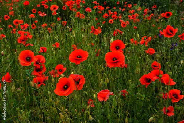 Fototapeta Meadow with beautiful bright red poppy flowers in spring