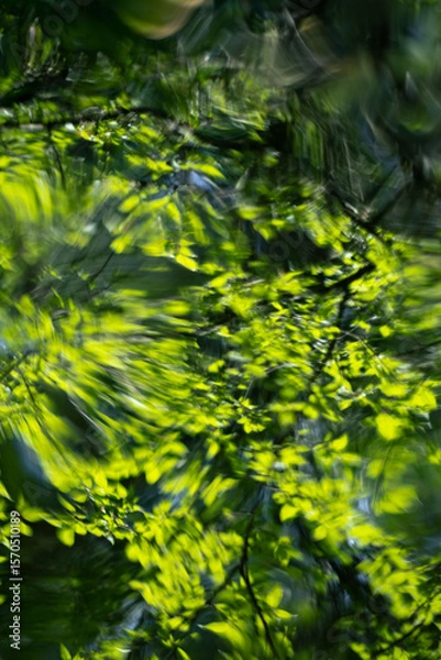Fototapeta Sunlight filters through leaves, creating playful shadows and highlighting vibrant greenery