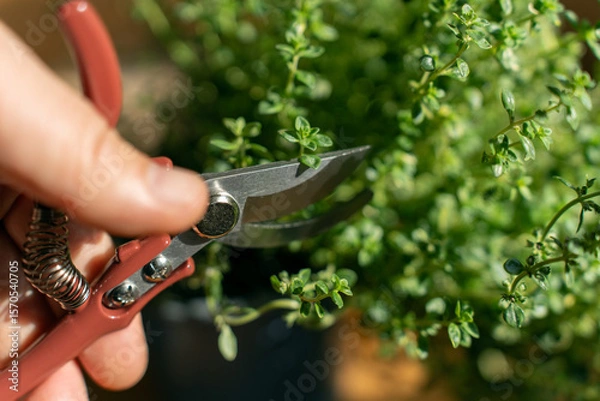 Fototapeta Hands of woman cutting thyme leaves with scissors at home