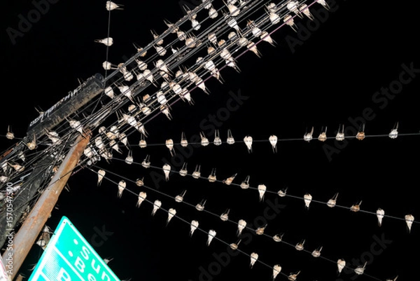 Fototapeta A chaotic web of power lines packed with resting birds under the night sky, forming a surreal pattern of feathers and wires above the quiet street.