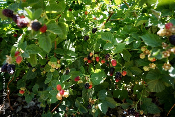 Fototapeta ブラックベリー、フルーツ狩りを楽しむ