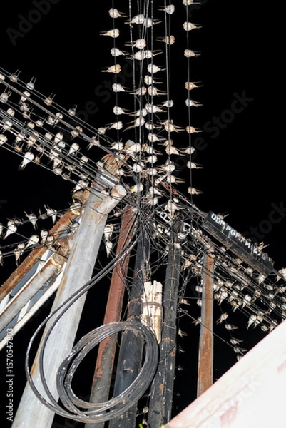 Fototapeta A chaotic web of power lines packed with resting birds under the night sky, forming a surreal pattern of feathers and wires above the quiet street.
