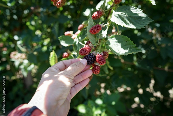 Fototapeta ブラックベリー、フルーツ狩りを楽しむ