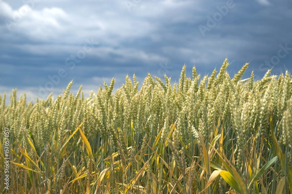 Obraz Vibrant wheat field flourishing under a dramatic, cloudy sky on a bright summer day.