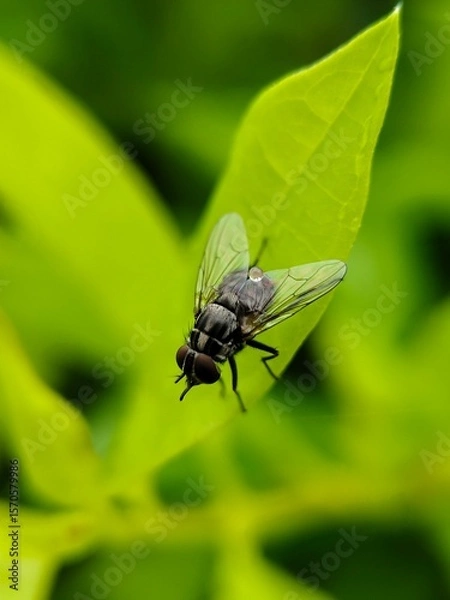 Obraz fly on green leaf