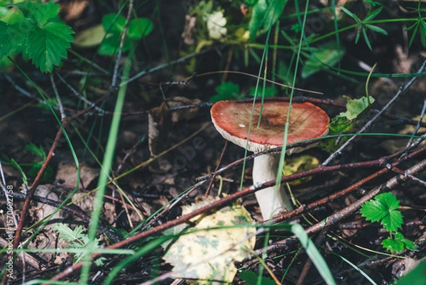 Fototapeta A red-capped mushroom grows among green grass and twigs in a forest setting. 