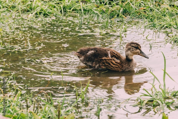 Fototapeta A young duckling swims in a small pond surrounded by green grass. 