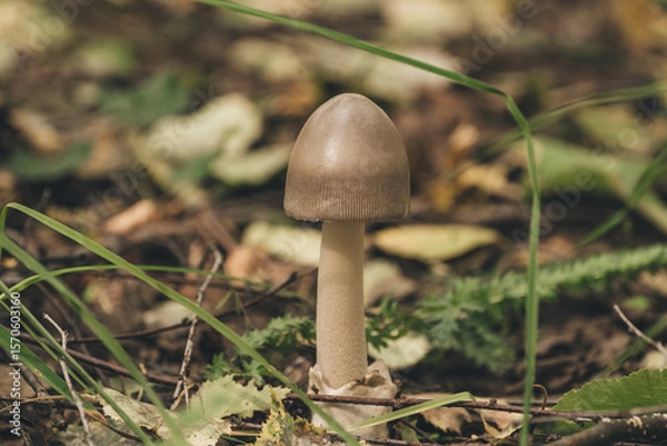 Fototapeta A single brown mushroom grows among green grass and fallen leaves in a forest setting. 