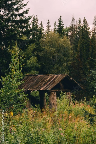 Fototapeta A rustic wooden shelter surrounded by dense green trees and tall grass. 