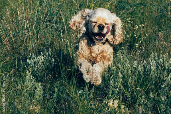 Fototapeta A happy, light brown cocker spaniel runs joyfully through a green field filled with wildflowers. 