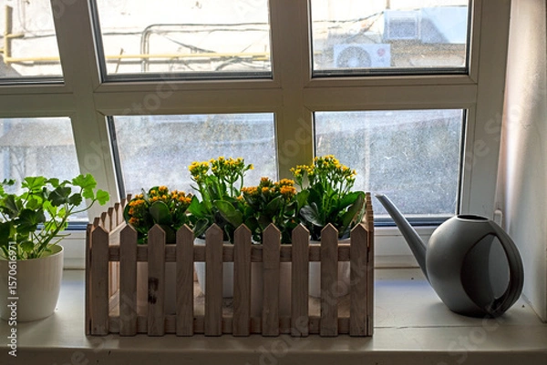 Obraz yellow and orange flowers of kalanchoe on the windowsill with an open window. Care and growing flowers