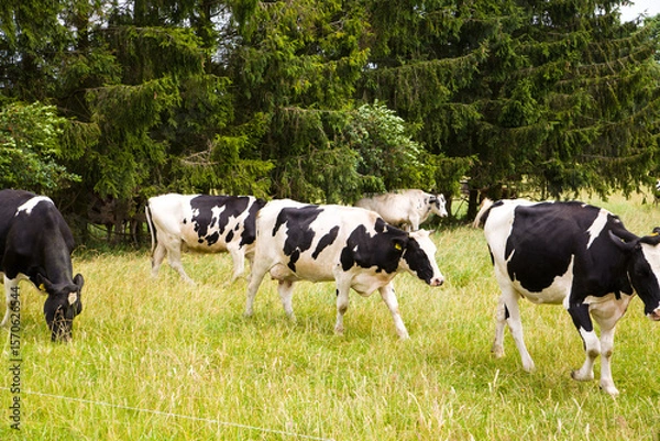Obraz Krowa na pastwisku w letni dzień