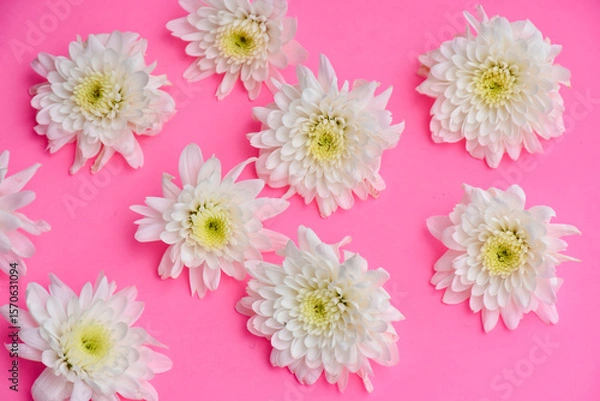 Fototapeta Colorful flowers chrysanthemum on pink background, Soft and Blurred style.