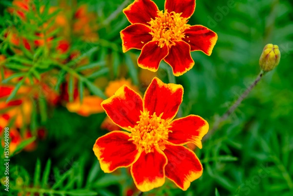 Fototapeta close up view of beautiful orange blossoms in the garden