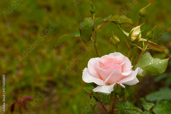 Fototapeta A soft pink rose covered in raindrops