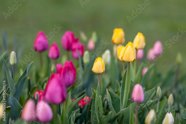 Fototapeta A vibrant flower field with tulips in various shades - yellow, pink and purple