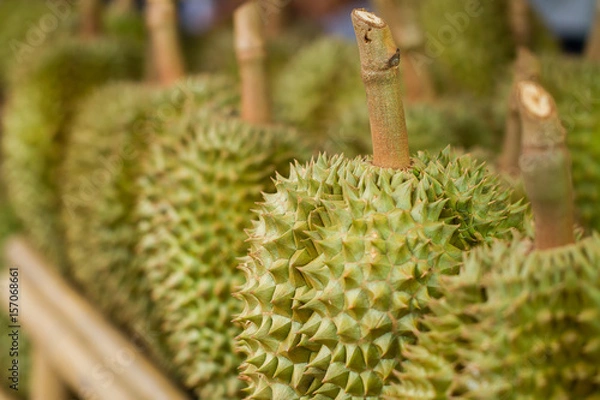 Obraz durain: king of tropical fruit