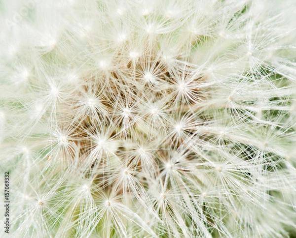 Fototapeta White dandelion, macro