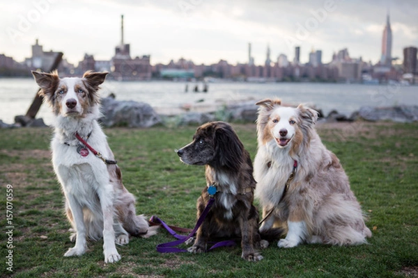 Obraz New York dogs