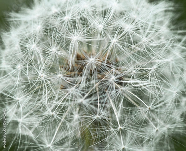 Fototapeta White dandelion, macro