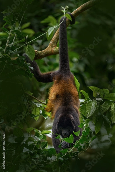 Obraz Nature in Costa Rica, monkey. Black monkey Mantled Howler Monkey Alouatta palliata, nature habitat. Animal in Costa Rica, Braulio Carrillo national park. Animal hidden in the green tropical forest.