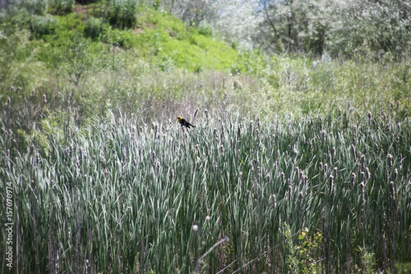 Obraz Bird in a field