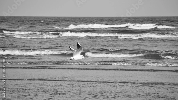 Fototapeta A lonely seagull glides elegantly over the vast sea under clear skies.