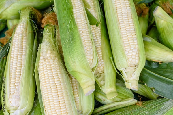 Obraz White corn for sale