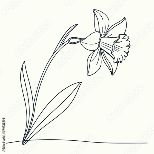 Fototapeta Elegant black line drawing of a delicate daffodil flower on a cream background